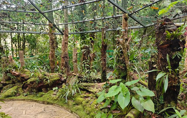 哥打京那巴魯京那巴魯山國家公園：探索自然的奇蹟與神秘