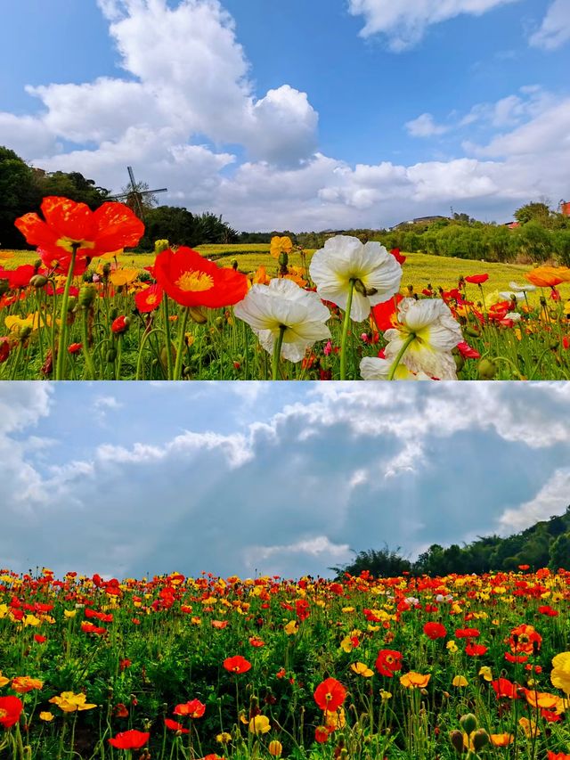 漫步花海，品味瀘州美酒佳餚