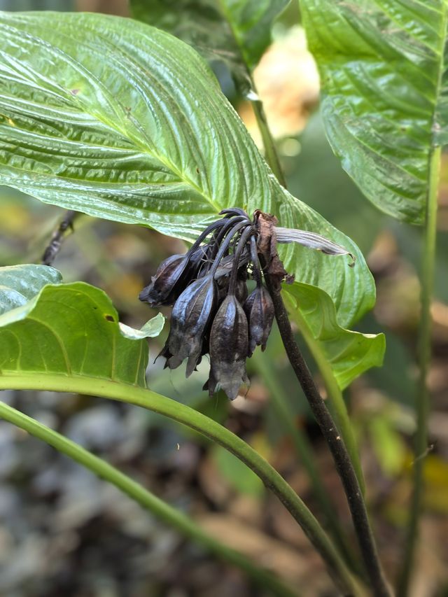 西雙版納第四站——中科院植物園