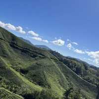 Back to Nature with Boh Tea Plantation 