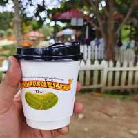 Steeped in Serenity: Bharat Tea Plantation, Cameron Highlands