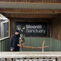  "Moonlit Sanctuary: A Day with Australia’s Wild Wonders"