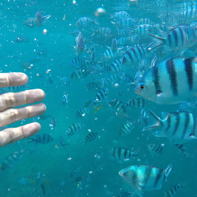 Chill Vibes and Crystal Water: Discover Perhentian Island 🇲🇾