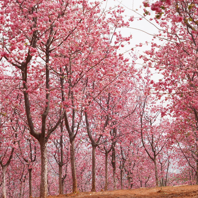 Yiliang Cherry Blossom valley