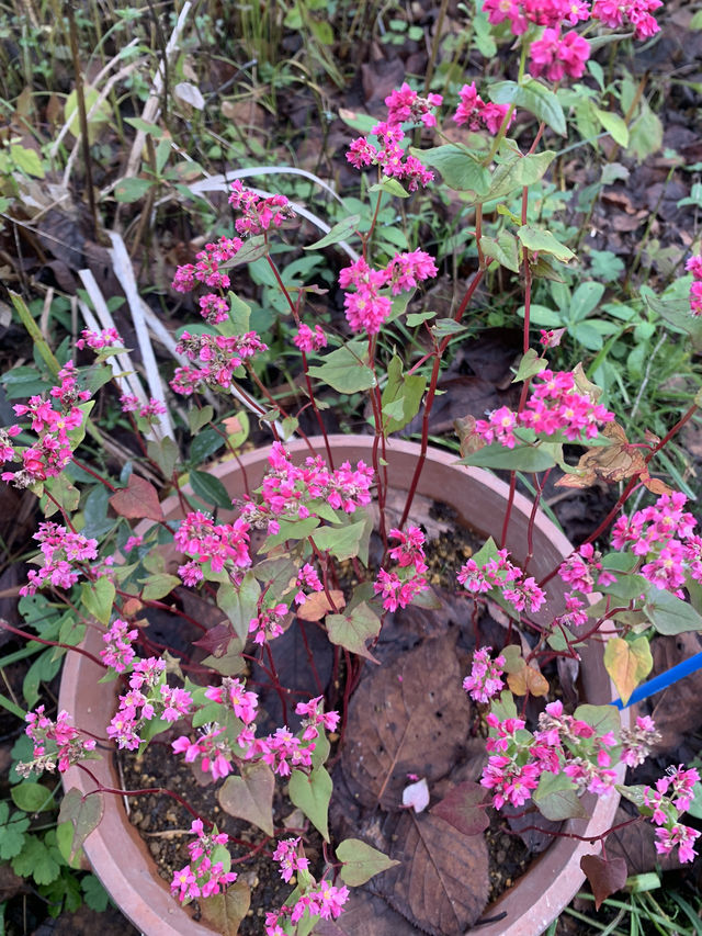 輕井澤的花葉之火焰點點黃金遍遍