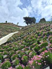 Cameron Highlands Flora Park