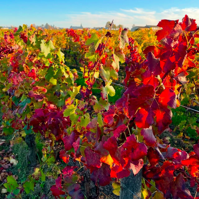 A Perfect Day in Saint-Émilion: Wine, History, and Enchantment 