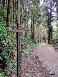 漫步奮起湖森林步道：小百岳大凍山