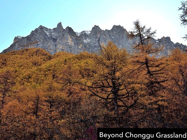 Best Autumn Viewing Experience 3/3 [Beyond Chonggu Grassland, Yading Nature Reserve]