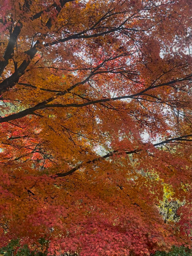 🍁 紅葉が織りなす秋の楽園：軽井沢の紅葉 🍂  