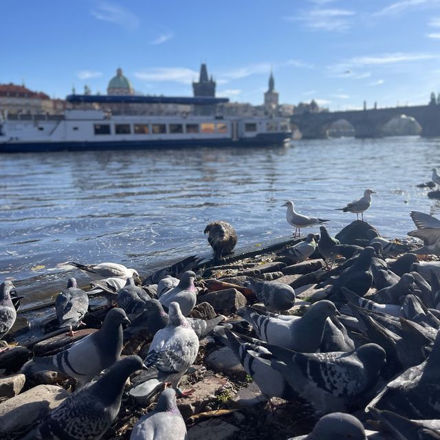 Pretty Corners of Prague 🏡 🐦 