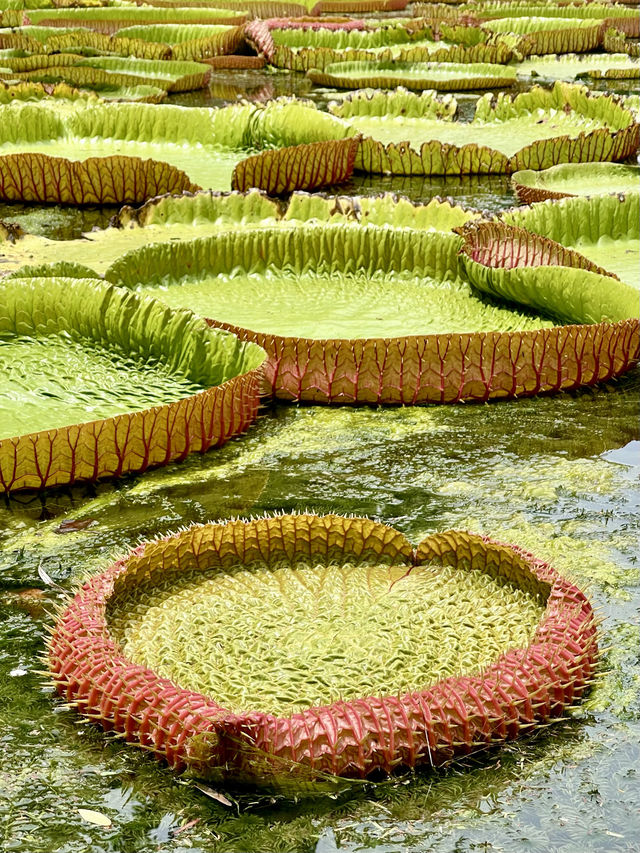 📍Pamplemousses Botanical Garden, Mauritius 🇲🇺