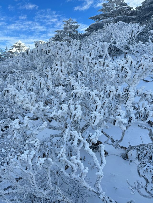 次看到蒼山雪了，感受到了生命的大自在