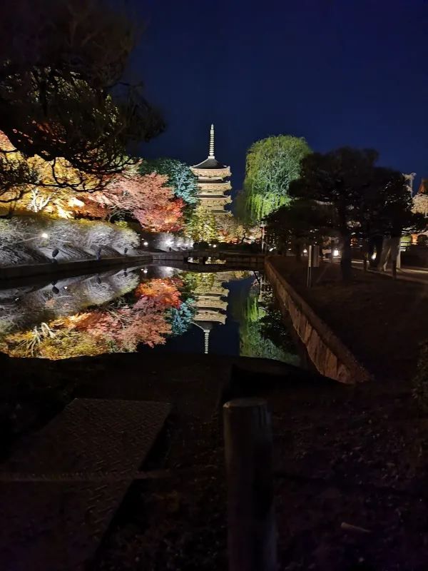 Experience the Enchanting Night Maple at Toji Temple