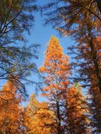 真紅了！合肥四季花海紅杉林這時美成油畫！。