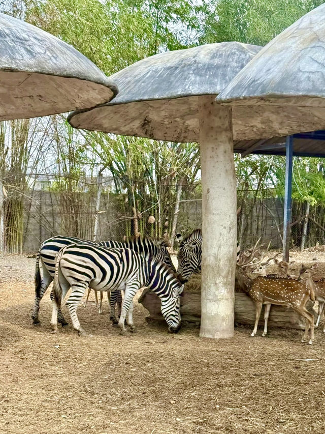 野性與和諧：律實動物園的日與夜