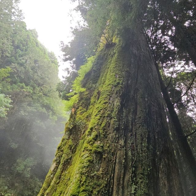 神木之鄉：阿里山森林遊樂園