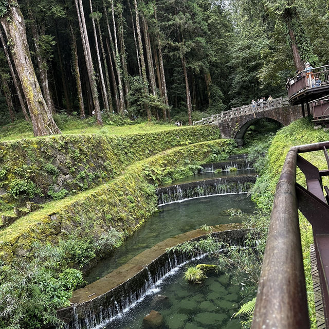 阿里山神木線