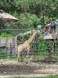 แจกแพลนเที่ยวสวนสัตว์เปิดเขาเขียว 1-Day trip