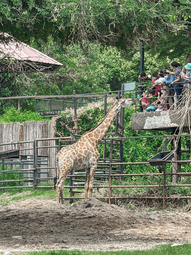 แจกแพลนเที่ยวสวนสัตว์เปิดเขาเขียว 1-Day trip