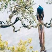 BEAUTIFUL YALA  NATIONAL PARK.