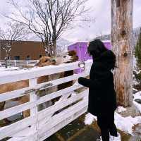 A Winter Wonderland at Gapyeong Begonia Bird Park!