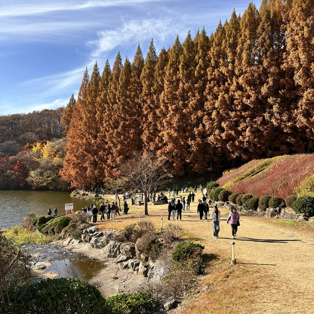 웅장한 메타세콰이어와 함께한 단풍놀이 외대 용인캠퍼스🍁