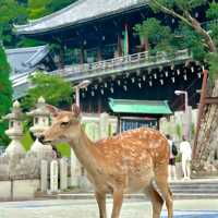 【京都】清水寺，感受京都的古樸與幸福