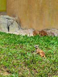 廣州動物園一遊。