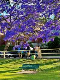 Chasing Jacarandas in Sydney