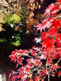 Special Opening: Kyoto Toji Temple Night Maple Light Show