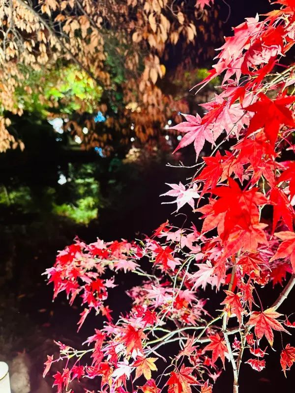 Special Opening: Kyoto Toji Temple Night Maple Light Show