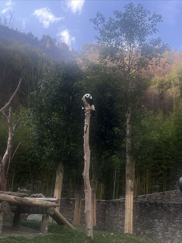 逃離浪浪山—拉薩至成都