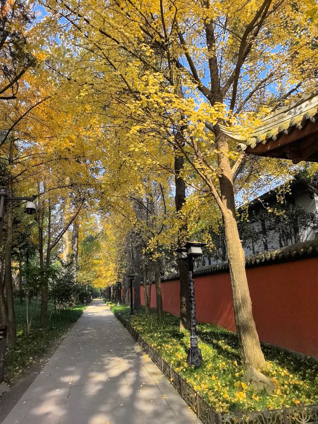 尋覓冬日裡的金黃～～南郊公園和錦里古街