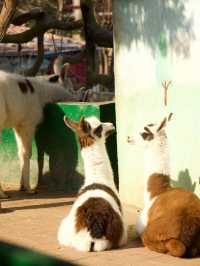 冬季反向目的地特色旅行好去處（附海南動物園攻略）