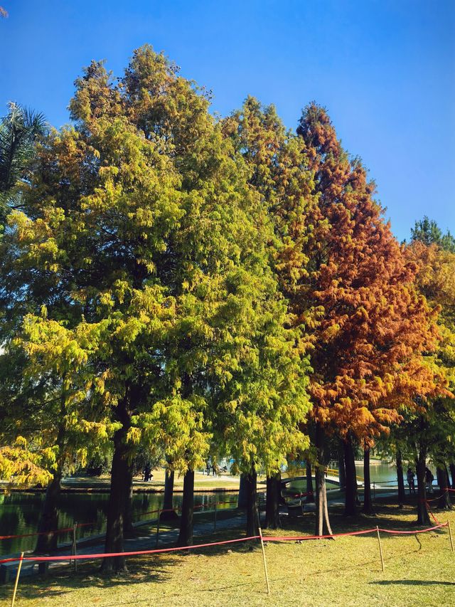 南湖公園落羽杉又紅啦