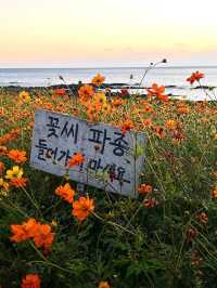 韓國濟州島，值得二刷嘅免簽海島