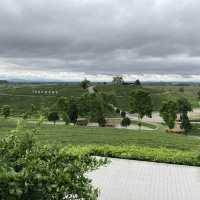 Choui Fong Tea Plantation Chiangrai