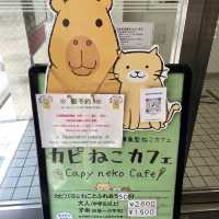 認識東京水豚君：Capy Neko Cafe