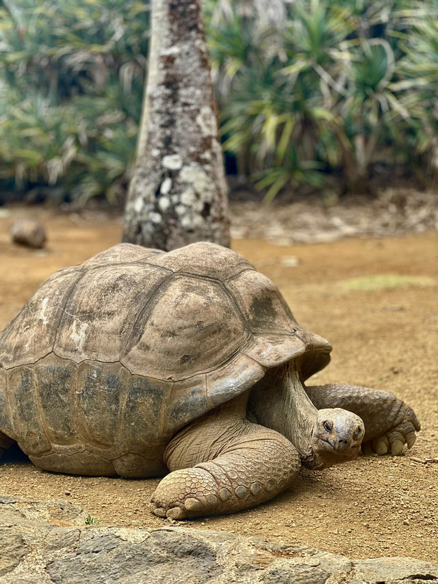 Pet the giant tortoises 😍🐢