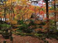 Experience the vibrant colors of fall in Hakone!