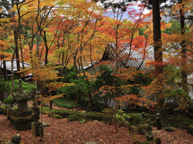 Experience the vibrant colors of fall in Hakone!