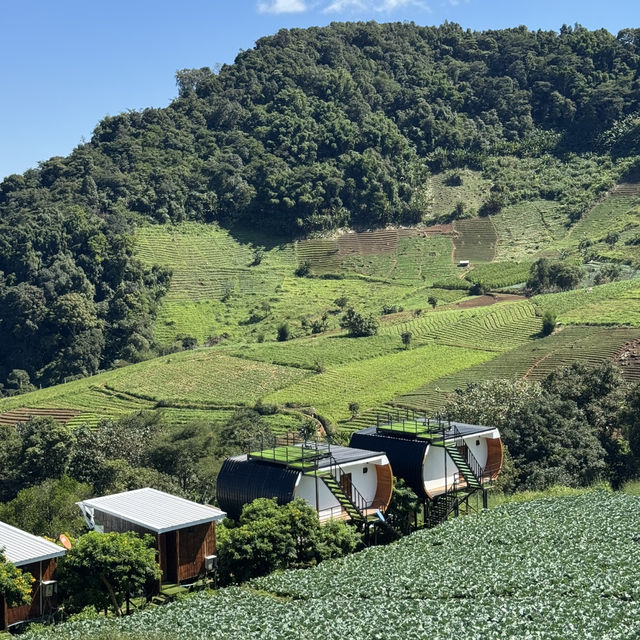 "Chiang Mai's flower farms: a feast for the eyes and a balm for the soul. Nature at its finest!