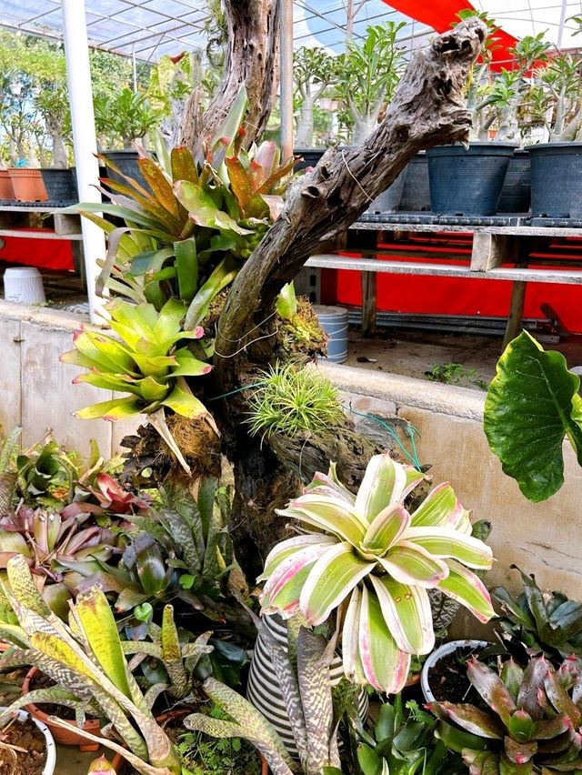 Bumi Emas Landscape Garden in Mount Austin