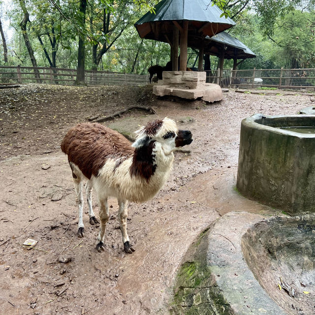 🔥來重慶動物園看熊貓寶寶了🐼🍼❤️