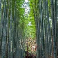 Arashiyama ⛰️🎍🍁