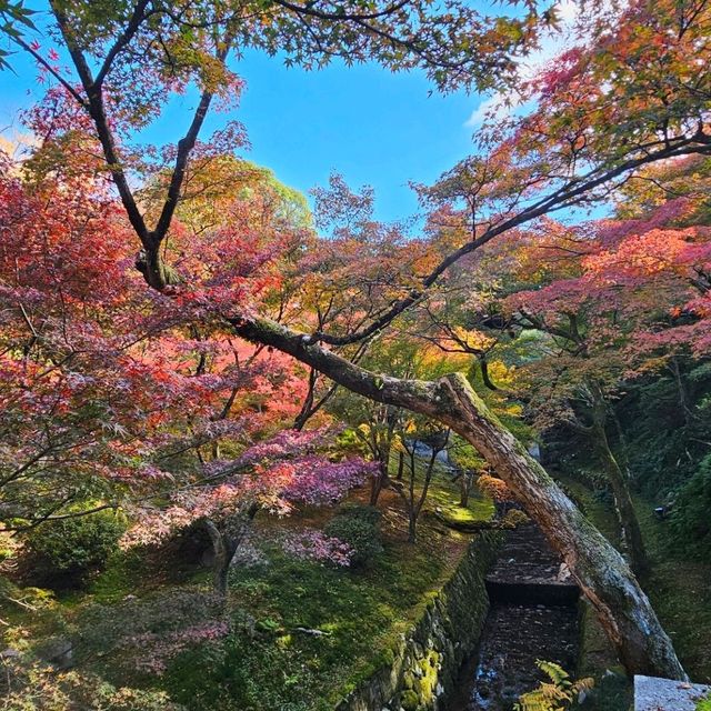 京都楓葉之王，東福寺的絕美賞楓體驗。