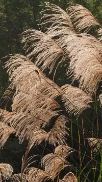 我不允許還沒有人知道這油畫裡的水上森林