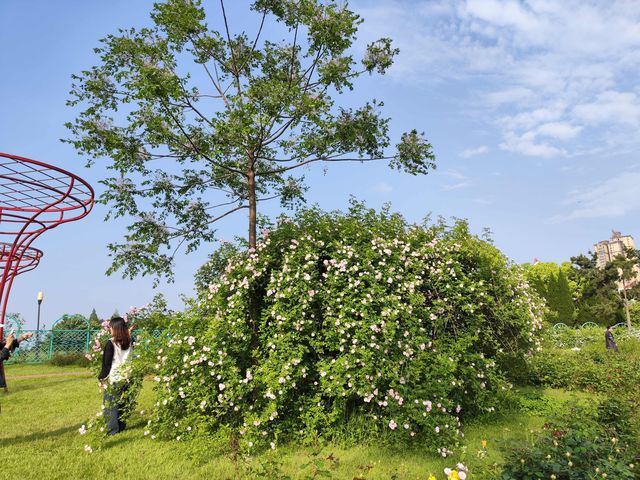 遇見最美月季合肥植物園