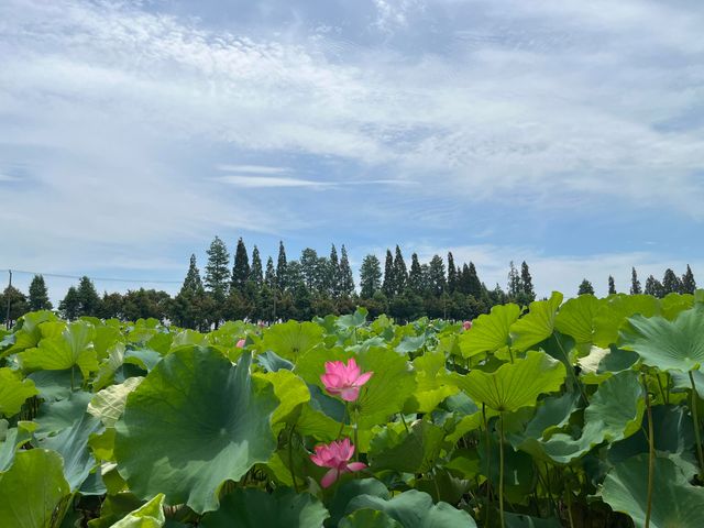 上海青西郊野公園｜上海避暑的水上自然園與綠野仙蹤